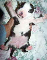 DDDawgs Last Fandango